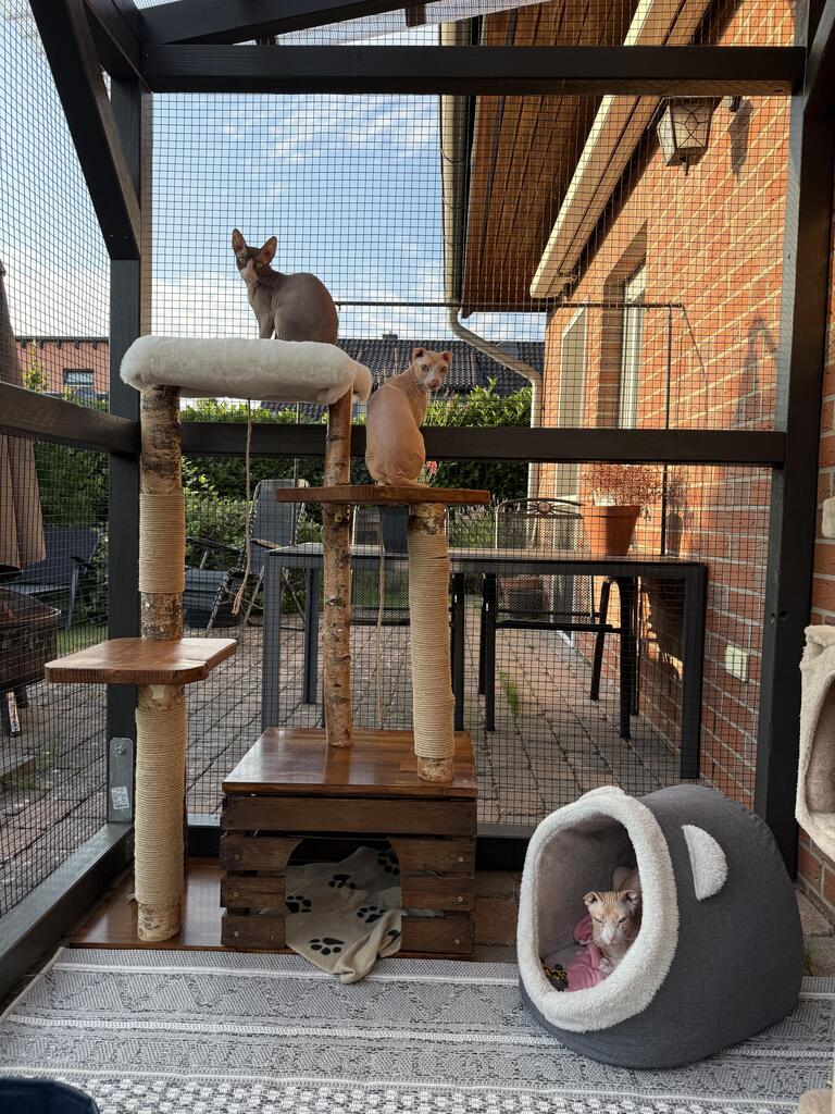 Kratzbaum "Louisa" aus Birke & Akazie – Stabil und Wetterfest | Für Innen und Außen | Mehrstöckiger Premium-Katzenbaum mit Naturholz und einer Höhle