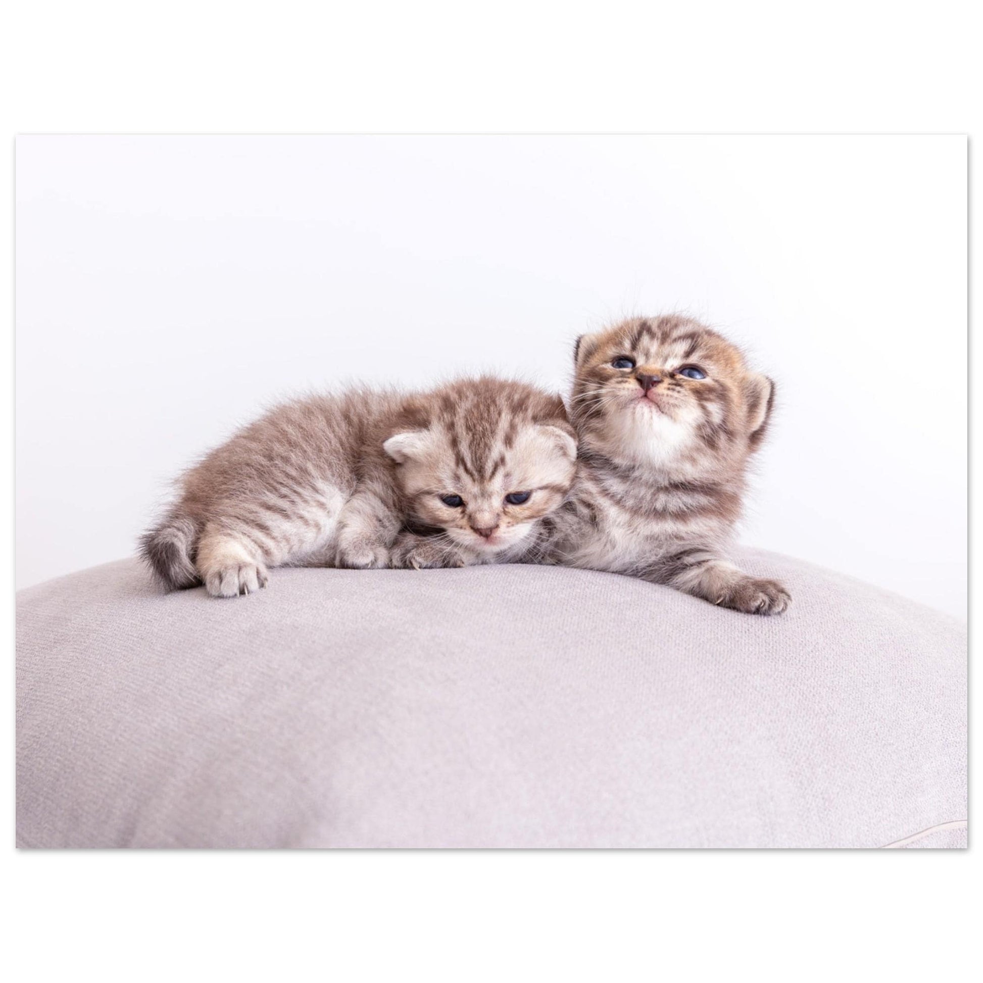Personalisierte Haustier-Leinwand aus Aluminium – Dein Katzenfoto als edler Druck – Geschenk für Katzenliebhaber – Wandbild mit deinem Tier