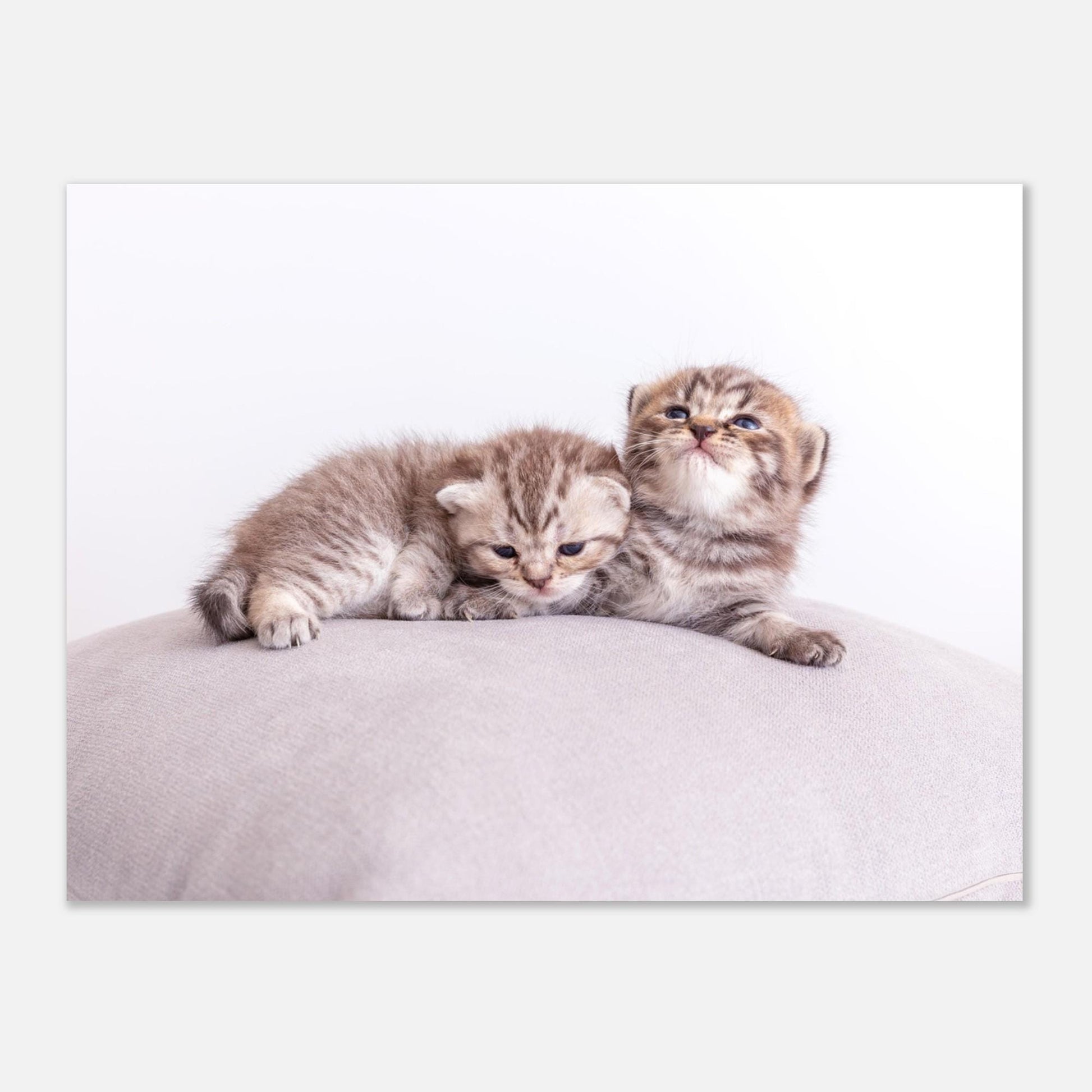 Personalisierte Haustier-Leinwand aus Aluminium – Dein Katzenfoto als edler Druck – Geschenk für Katzenliebhaber – Wandbild mit deinem Tier