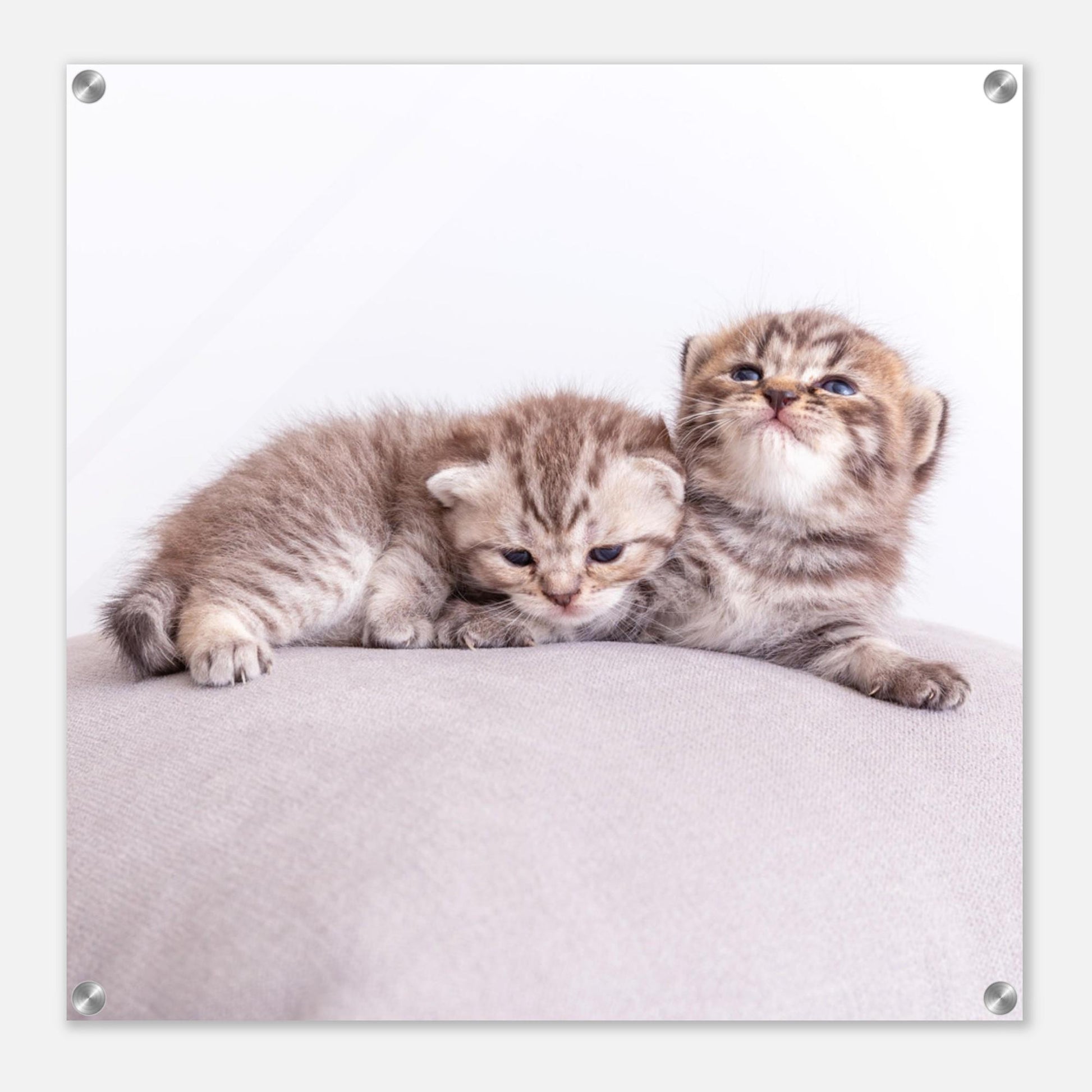 Personalisiertes Acrylbild – Haustier Leinwand mit Foto – Wandbild Katze Hund – Geschenk Tierliebhaber – Acrylglas Druck Tierfoto